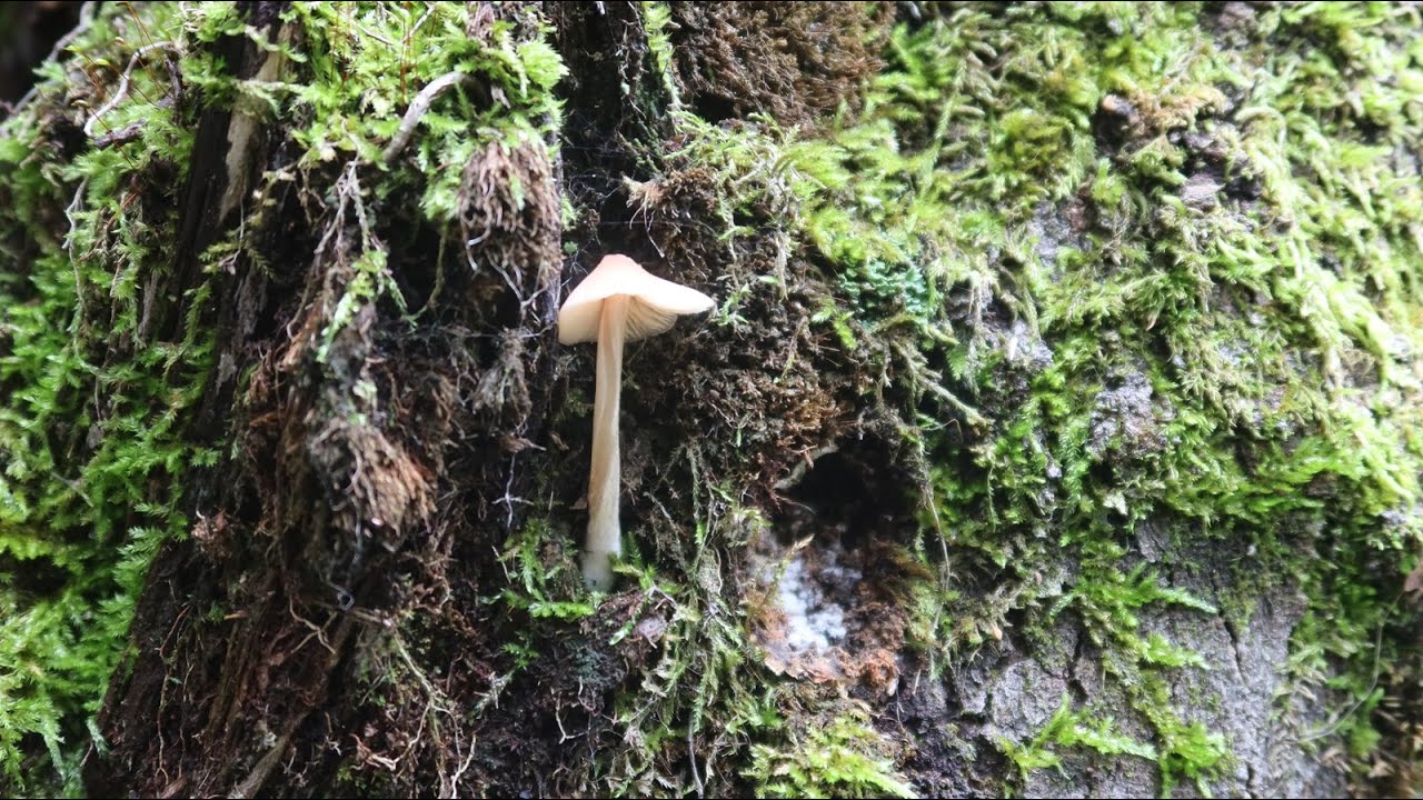 Champignons et médéoles