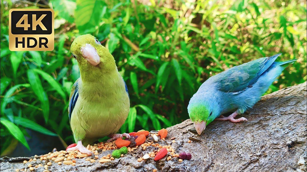 Parrotlet ASMR Eating | 1 Hour of Tiny Bird Munching & Soft Chirps in 4K