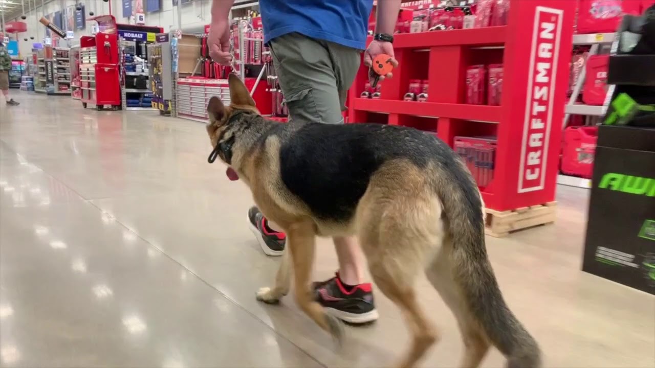 Best Dog Training Toledo, Ohio! 8 Month Old German Shepherd, Izzy!