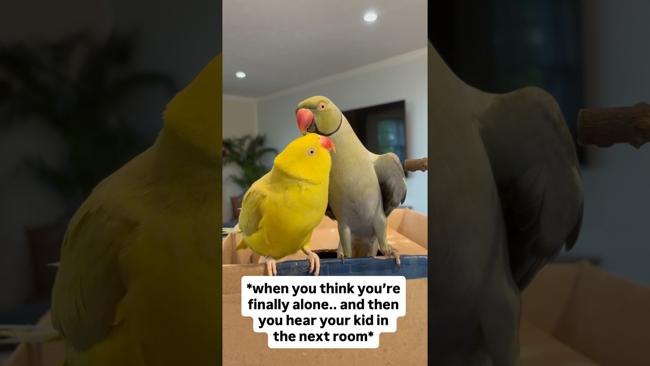 Alone at last.. not! 😝 #talkingbird #talkingparrot #family #parrot #couple #couplegoals #birds #irn