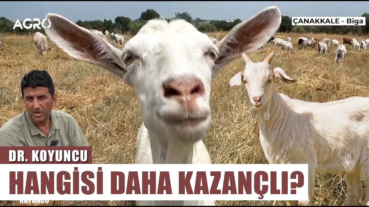 Oğlak Mı Keçi Mi Daha Çok Kazandırıyor?  40 Yıllık Tecrübeli Çoban Anlattı! | Dr. Koyuncu