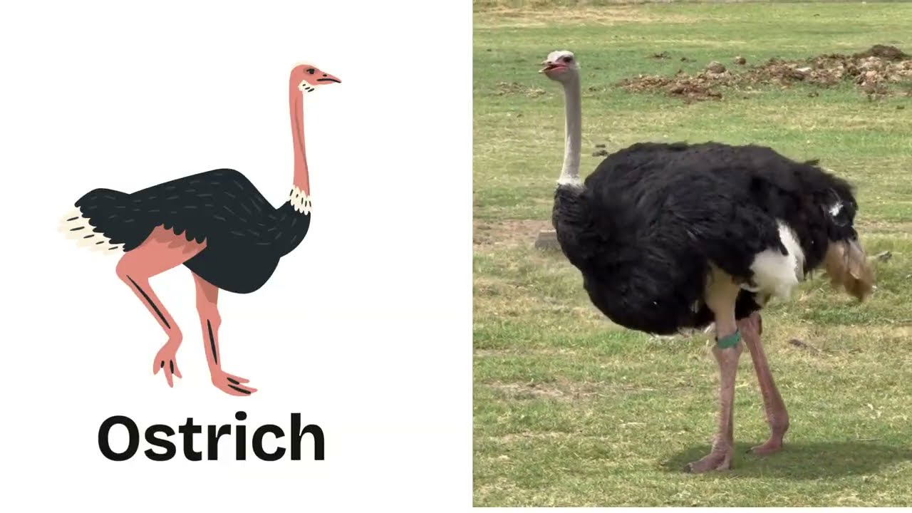 Learn Bird Names For Kids/ Bird Names/ Easy Learning-Raising Buds.