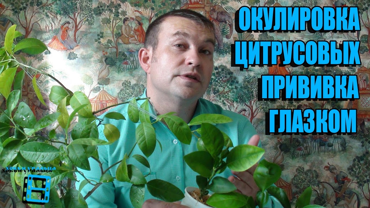 САМАЯ ПРОСТОЯ И НАДЕЖНАЯ ПРИВИВКА ЦИТРУСОВЫХ-ОКУЛИРОВКА (ПРИВИВКА ГЛАЗКОМ 1). ЦИТРУСОВЫЕ