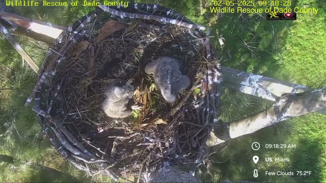 [SEFL R Nest] R8 Showing Off Big Crop (2/5/2025)