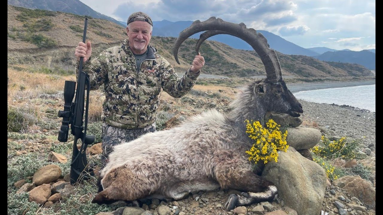 Охотничья сказка. Гибридный и Прибрежный Безоаровые козероги.-  Hybrid and Coastal Bezoar Ibex.