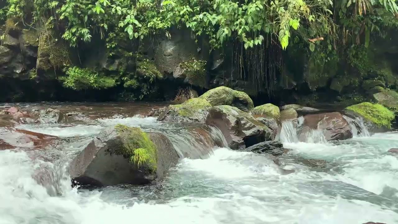 Natural Forest Stream Sounds for Stress Relief & Mind Relaxation