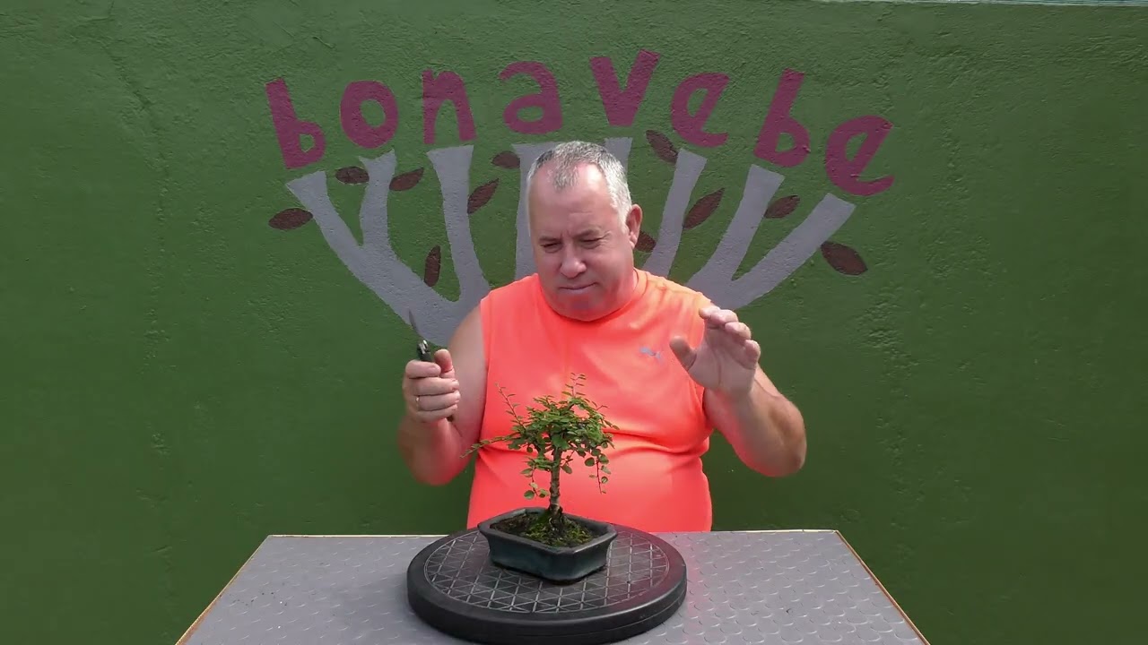 Cotoneaster como bonsai verano 2025. @BonavebedesdeVigoGalicia.