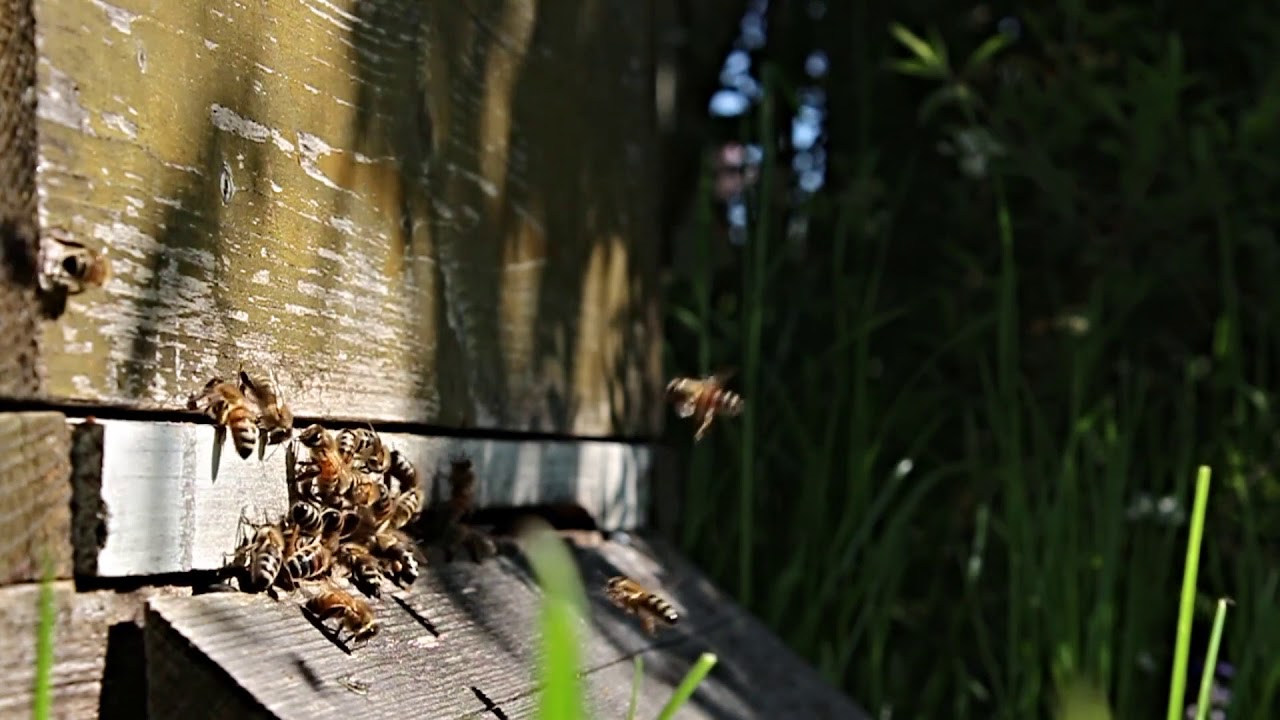 Lisa's Bees