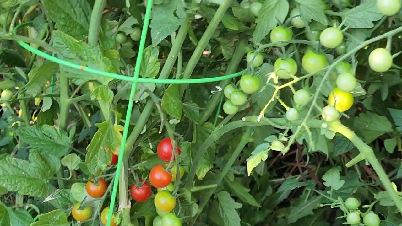 My cherry tomatoes