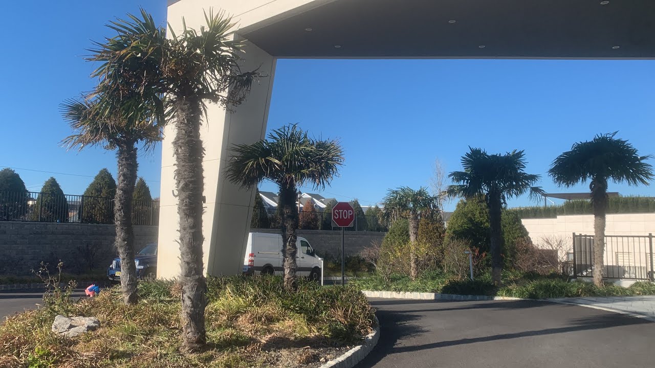 Large Windmill Palms with Seed in Long Branch, New Jersey
