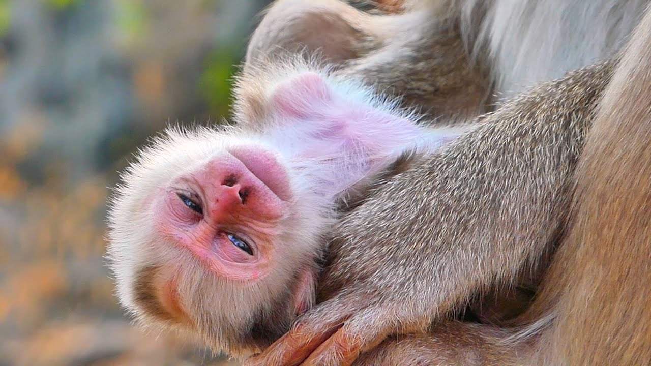 🔴 LIVE:Mama Monkey Lays Her Baby Down to Rest When She Needs to Relax 💛🌿