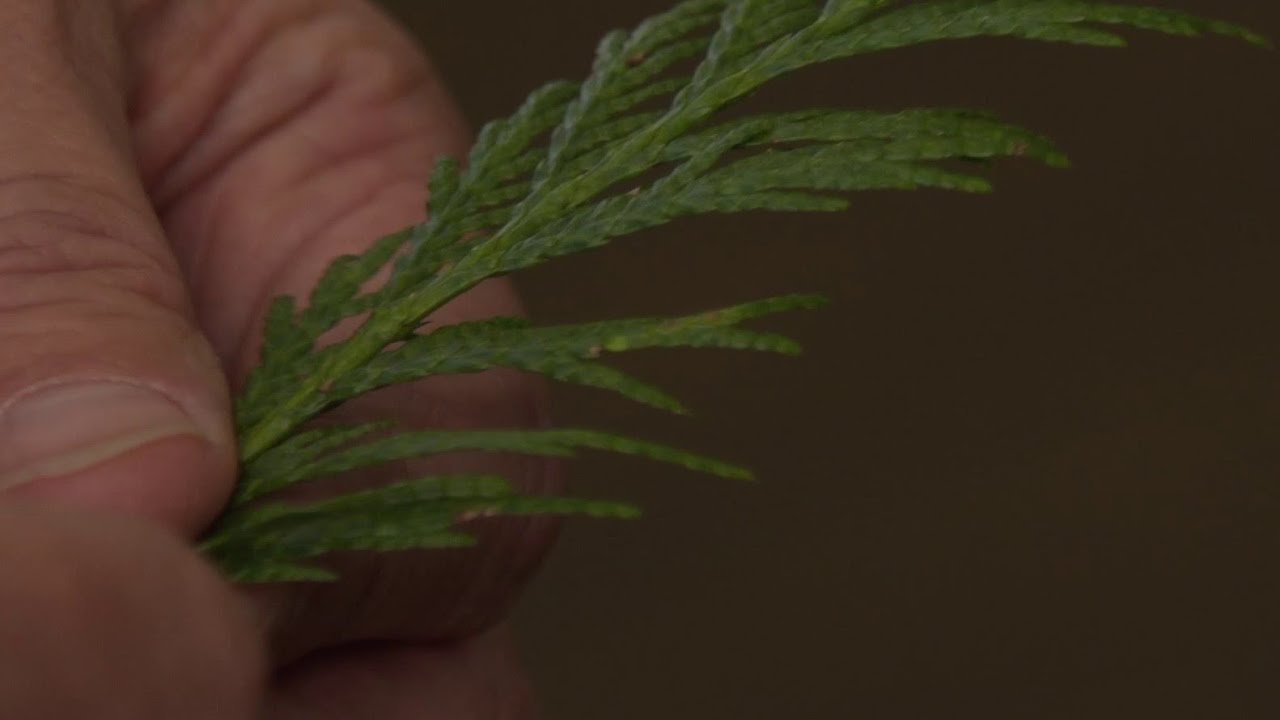 Alaska Native people use language, culture, and land as part of healing efforts from trauma