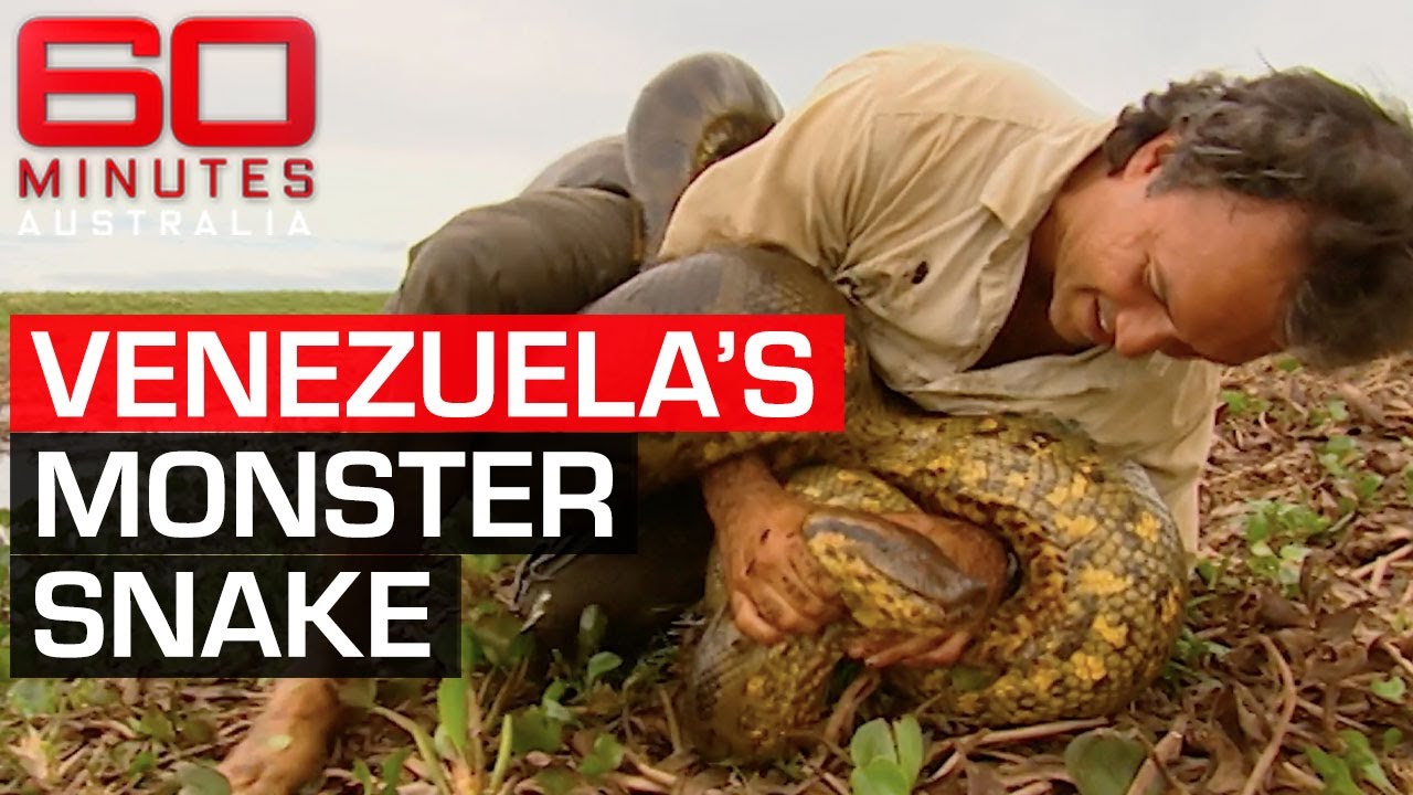 Terrifying encounter with Venezuela's 4-metre monster anaconda | 60 Minutes Australia