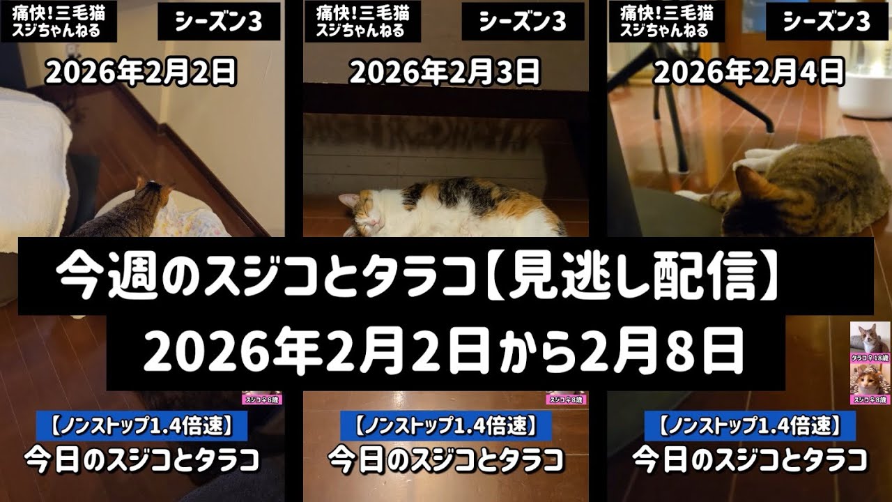 #211. 痛快三毛猫スジちゃんねる【シーズン3】今週のスジコとタラコ（見逃し配信2026.2.2～2026.2.8😻