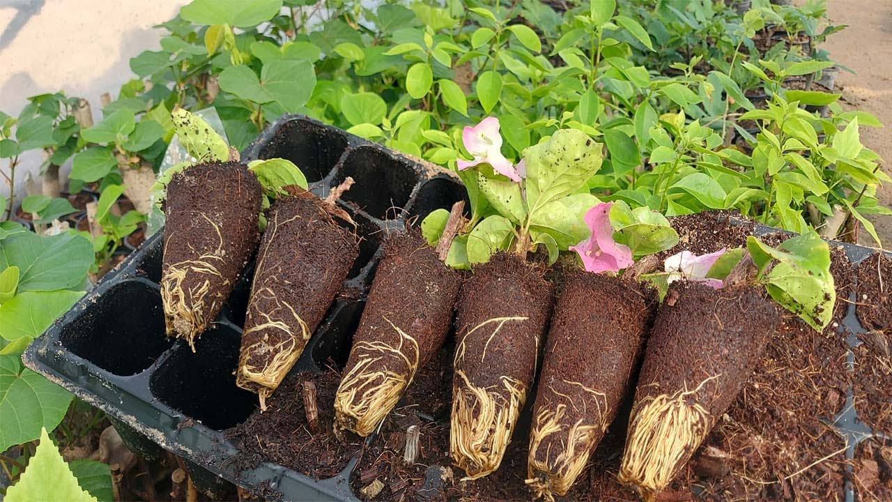 مع حيدر تعلم زراعة الجهنميه#زراعة_الجهنمية