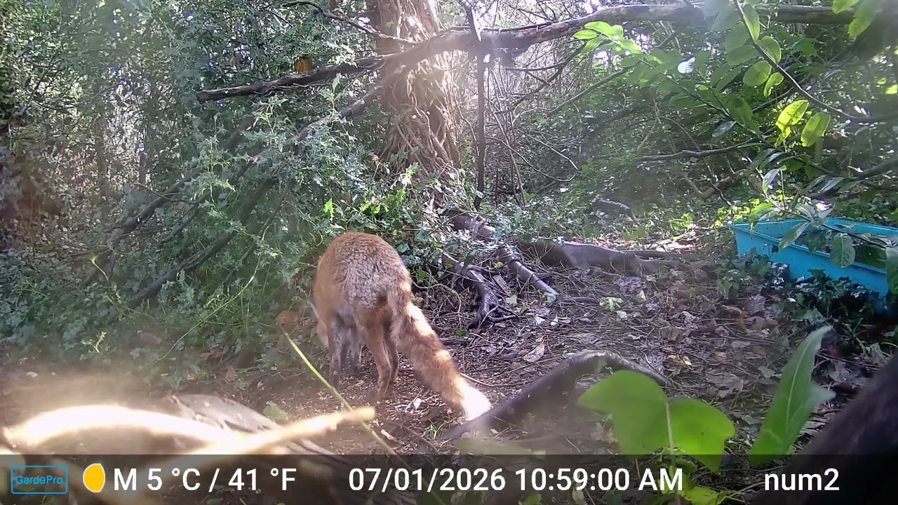 Tatty looking for calci worms, little Saturday brunch 