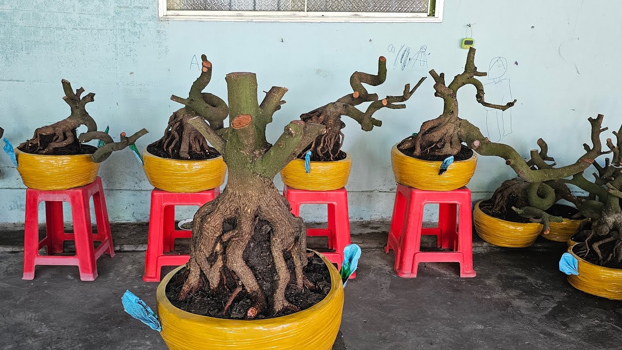 TÙNG MAI VÀNG 033 932 8187 ĐANG phát Trực Tiếp kính mời 17 02