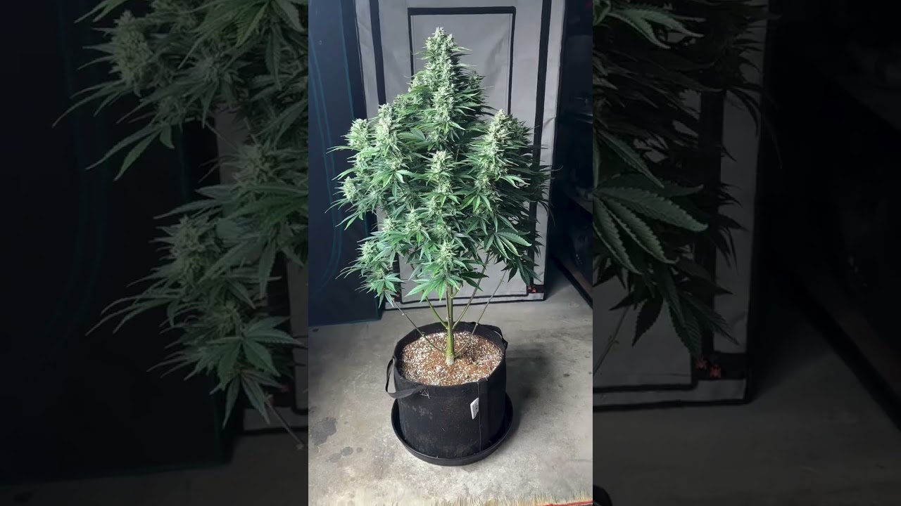 Frostbanger Auto | Fast Buds by  frostlinegenetics