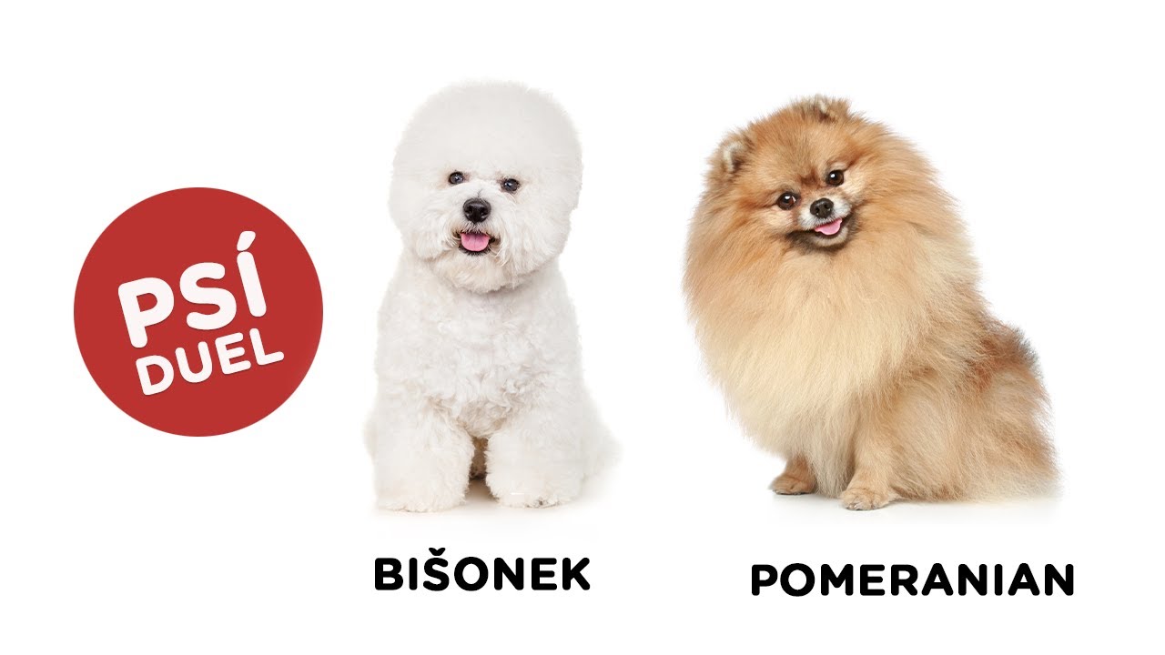 Psí duel - Bišonek vs Pomeranian - Tlapka TV