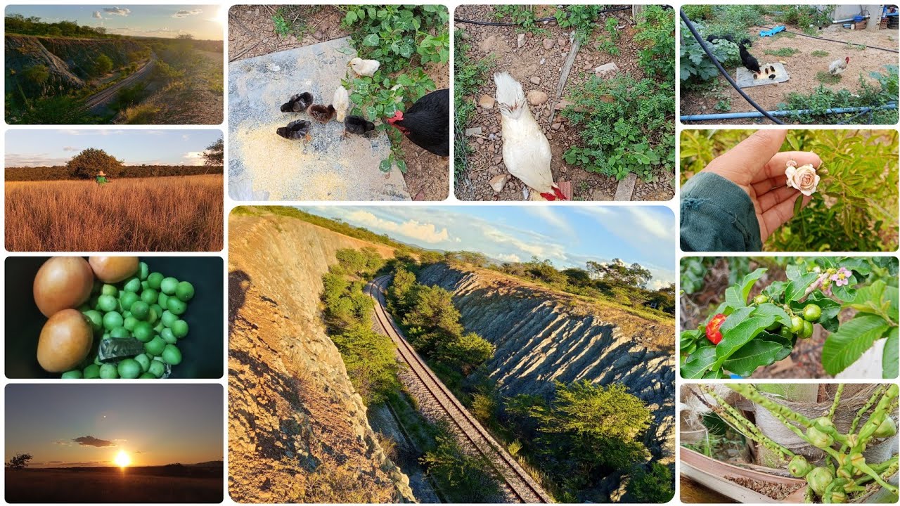 Um dia comigo na Roça 🌞 ferrovia, colheita de umbu, por do Sol , cuidando das galinhas e frutíferas 