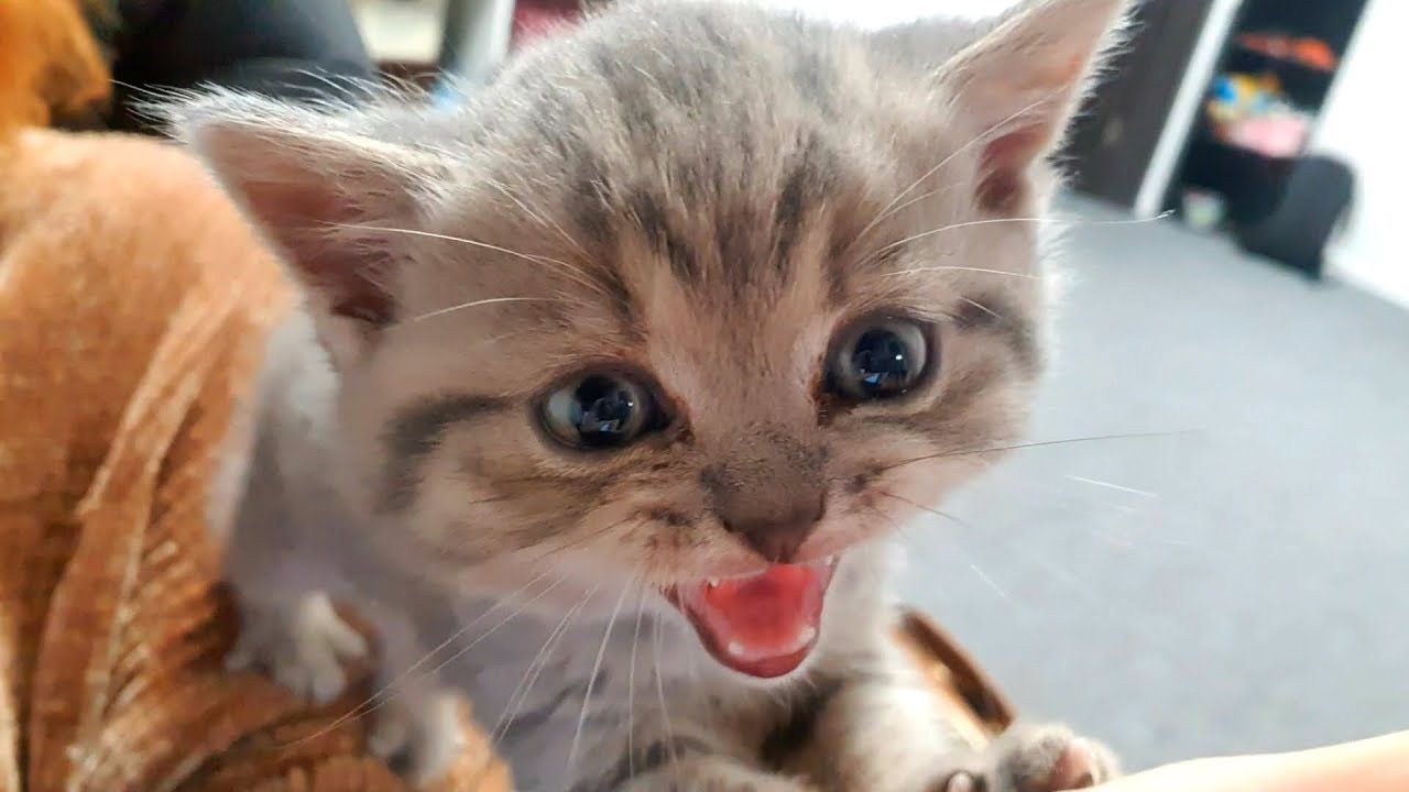 Котенок Стрит целует меня и сосет ухо
