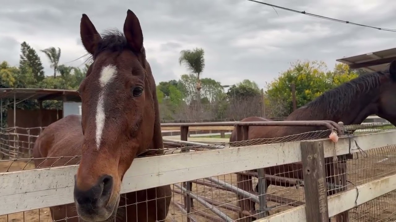 The Horses Outside With The Storm Starting!