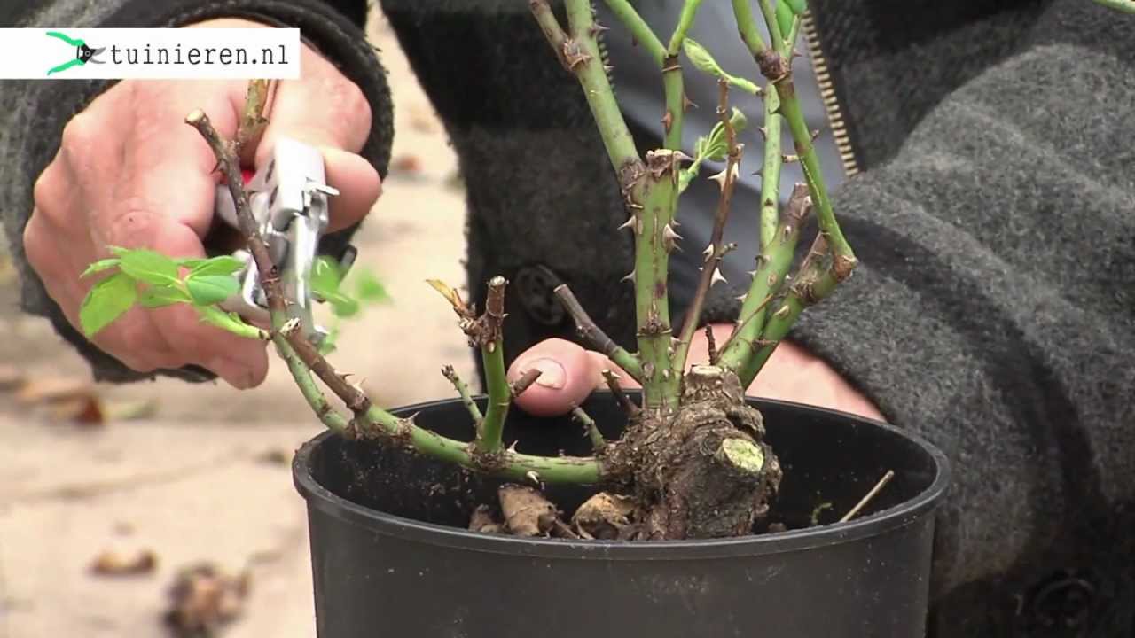 Hoe kan ik struikrozen snoeien - Tuinieren.nl
