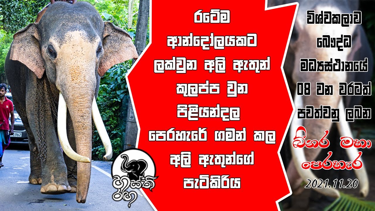 පිළියන්දල බිනර මහා පෙරහැර වර්නවත් කල දැවැන්තයන්  |  Hasthi Ranga | හස්ති රඟ