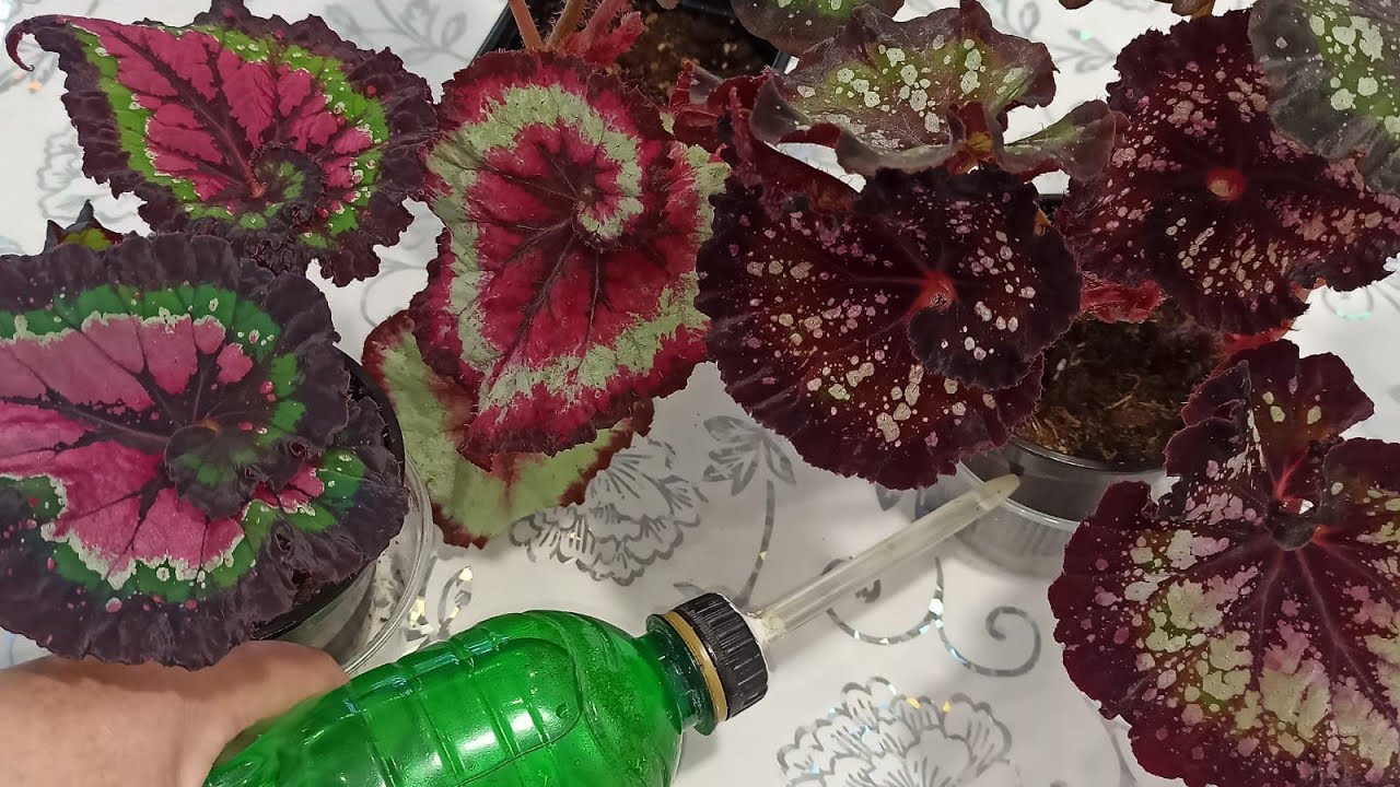 Как ⛔ НЕЛЬЗЯ ПОЛИВАТЬ 🌺 Бегонии