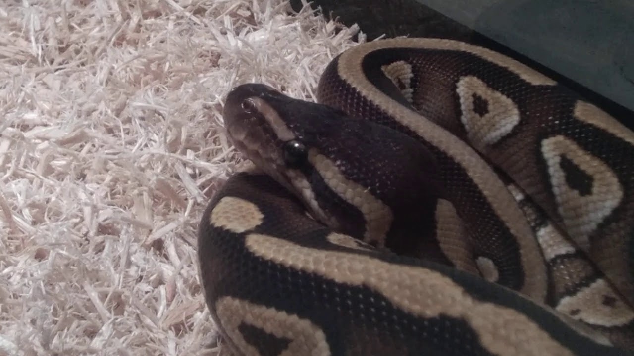 ball python yawn :)))