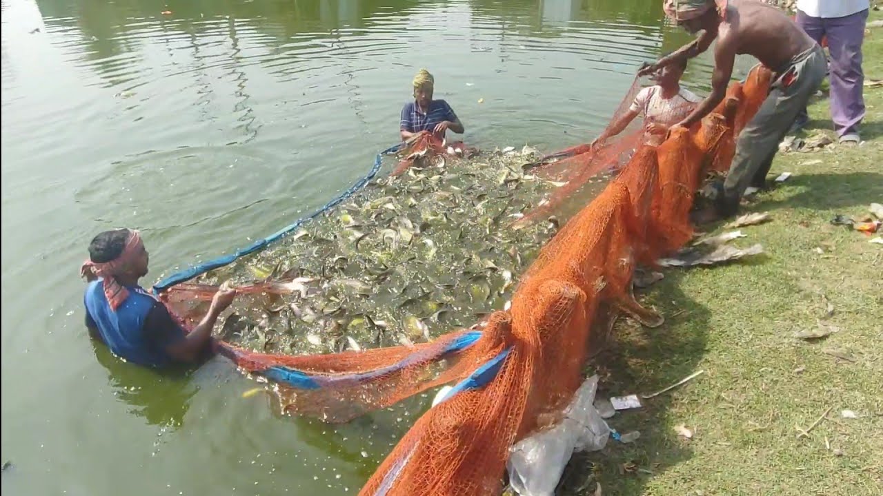 Most Amazing & Unbelievable Big Pond Fishing Video 2026 |  Everyone Should Watch This Fishing Video