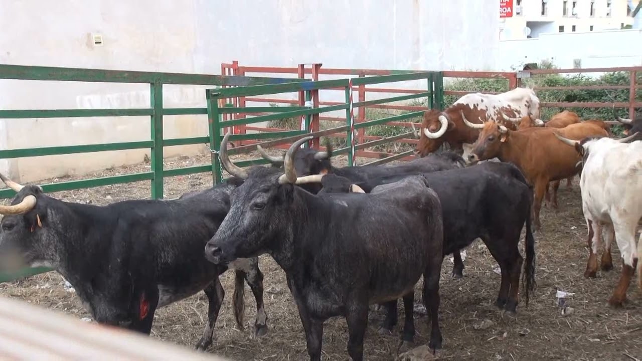 GANADERIA BRAVOS DE VALONSADERO EN LAS VENTAS (LA RIOJA )                  29- 06- 2024