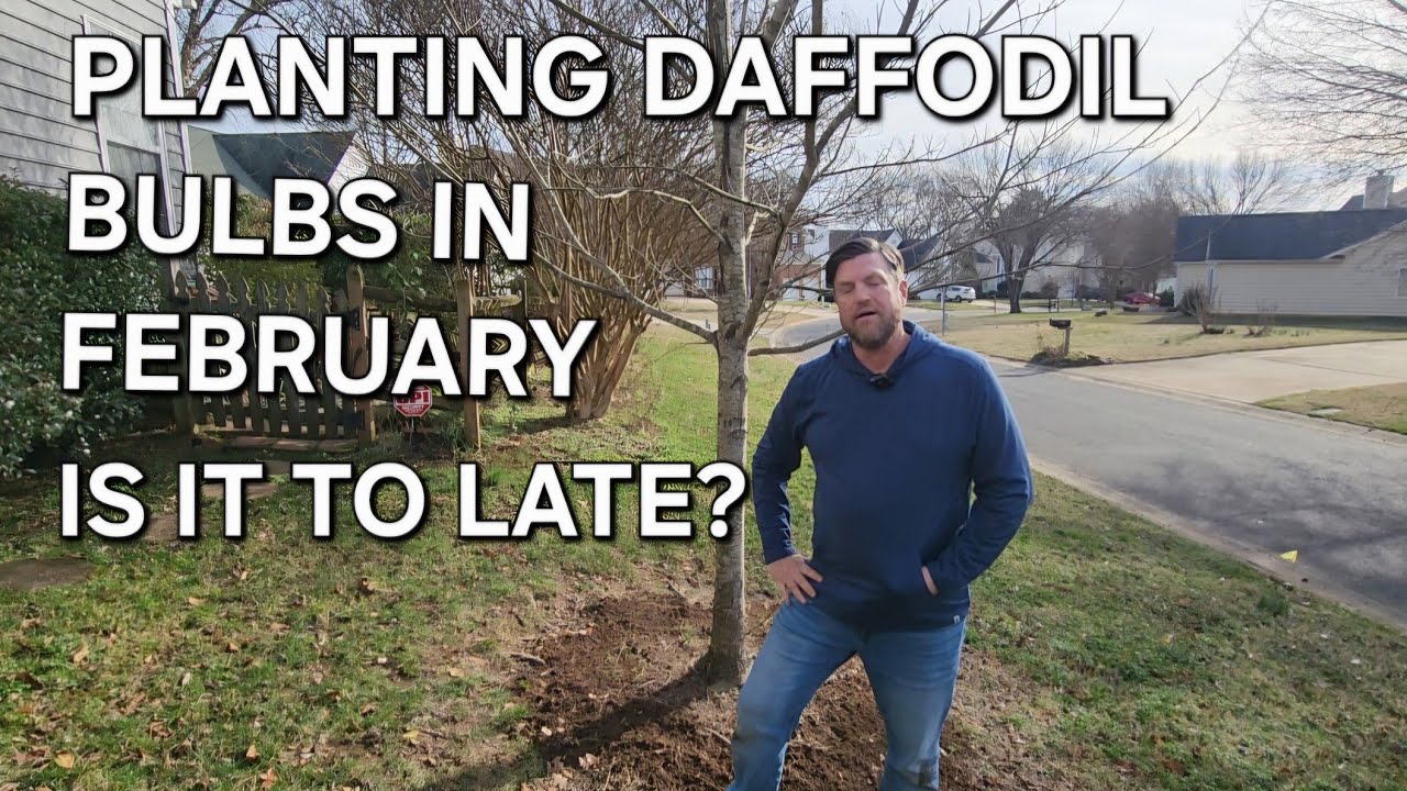 Planting Daffodil Bulbs In February~Gardening with Grayson