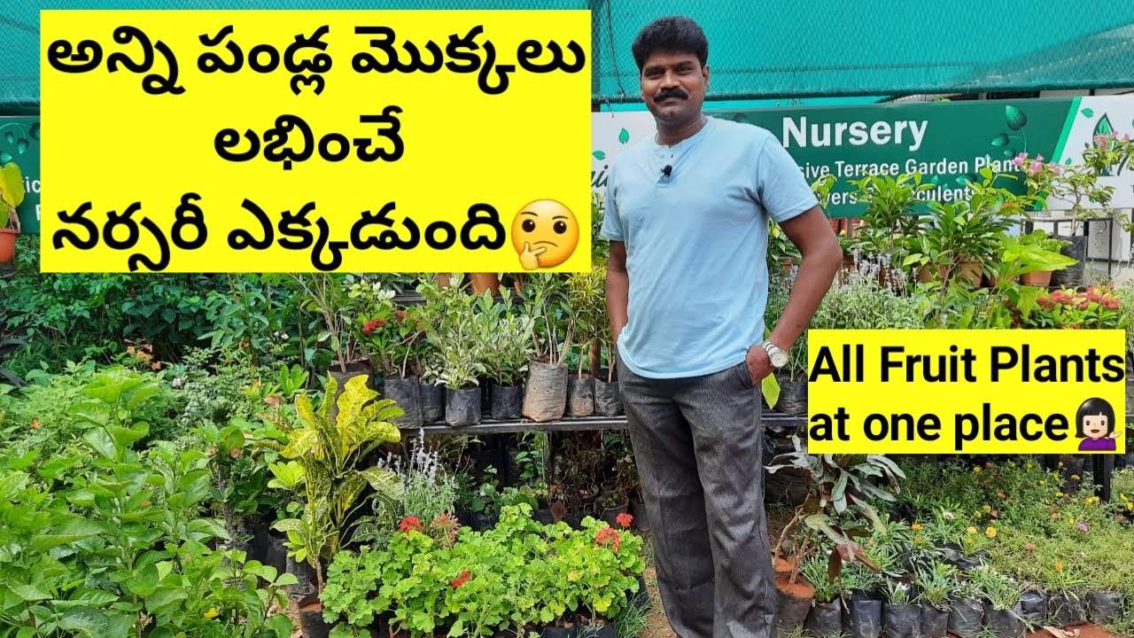 #అన్ని_పండ్ల_మొక్కలు_లభించే_నర్సరీ.#All_Fruit_plants_are_available_in_this_nursery.