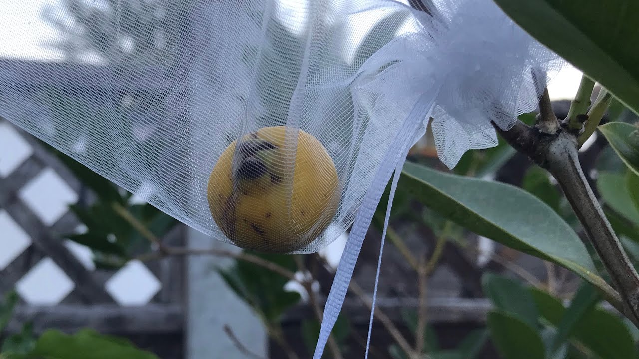 Yellow cherry guava ( Psidium cattleianum ) , tasting my first ever summer ripened fruit 