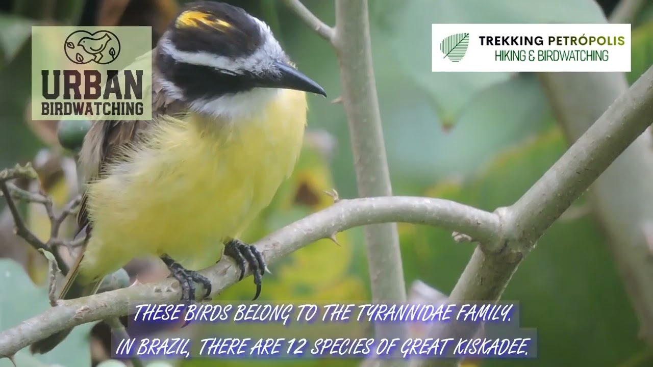 Great Kiskadees of Petrópolis