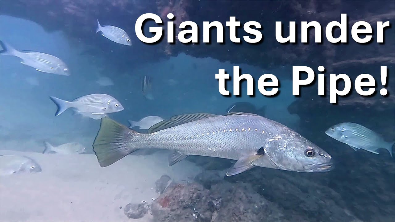 Mulloway under the Pipe | Documentary Clip