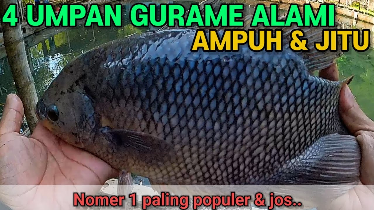 UMPAN GURAME ALAMI | UMPAN GURAME SUSAH MAKAN