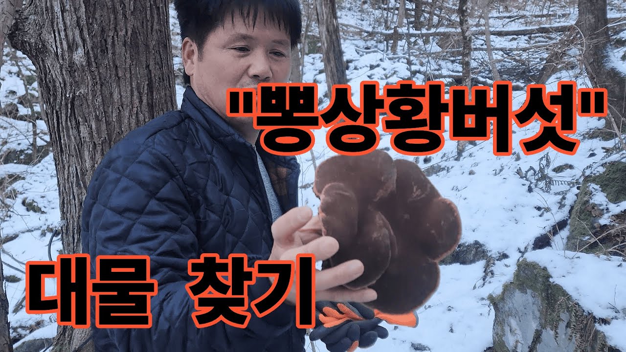 심마니 형님과 같이 뽕상황버섯 찾기