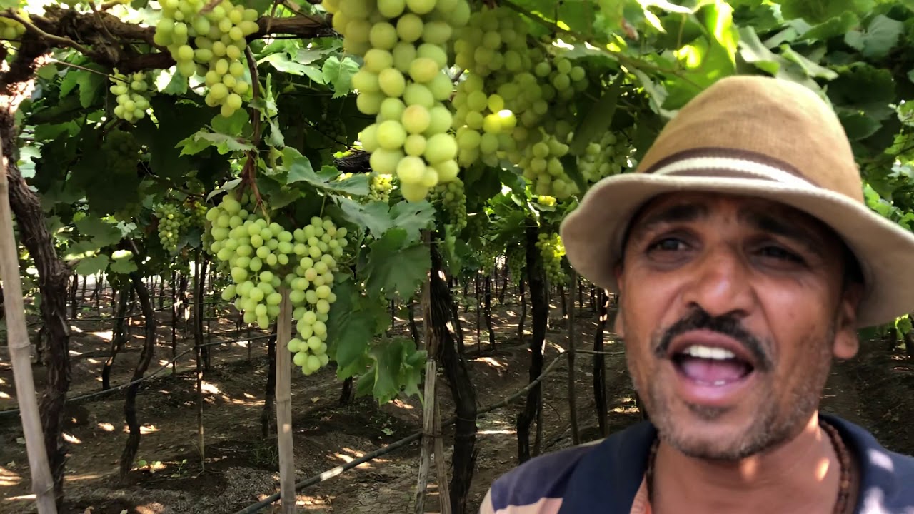 Soil charger tech.🍇 केमिकल व सॅाइल चार्जर टेक्नोलोजी ट्रीटमेंट मधील फरक‼️😱 सनबर्ण पासून वाचवा बाग