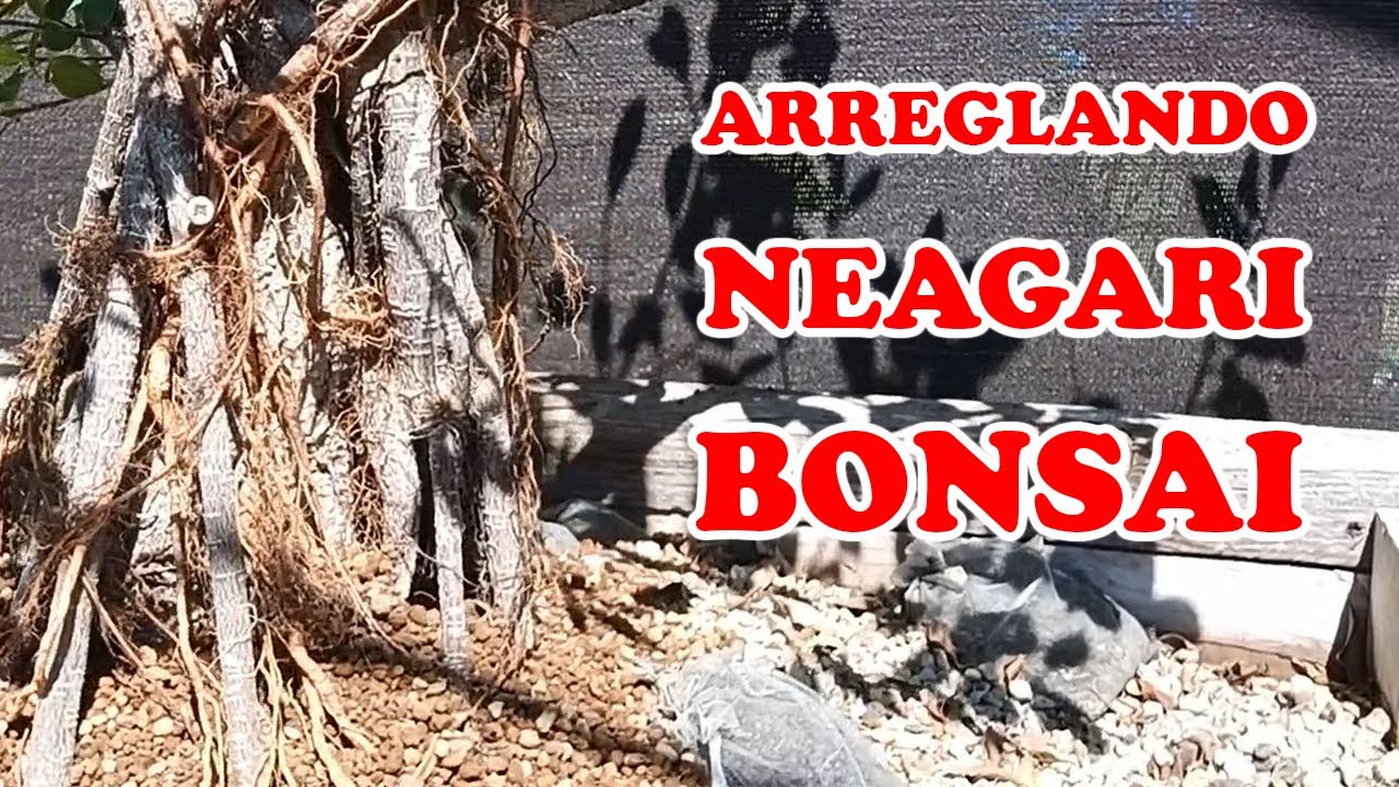 Arreglando Raíces Aéreas de Bonsai Neagari
