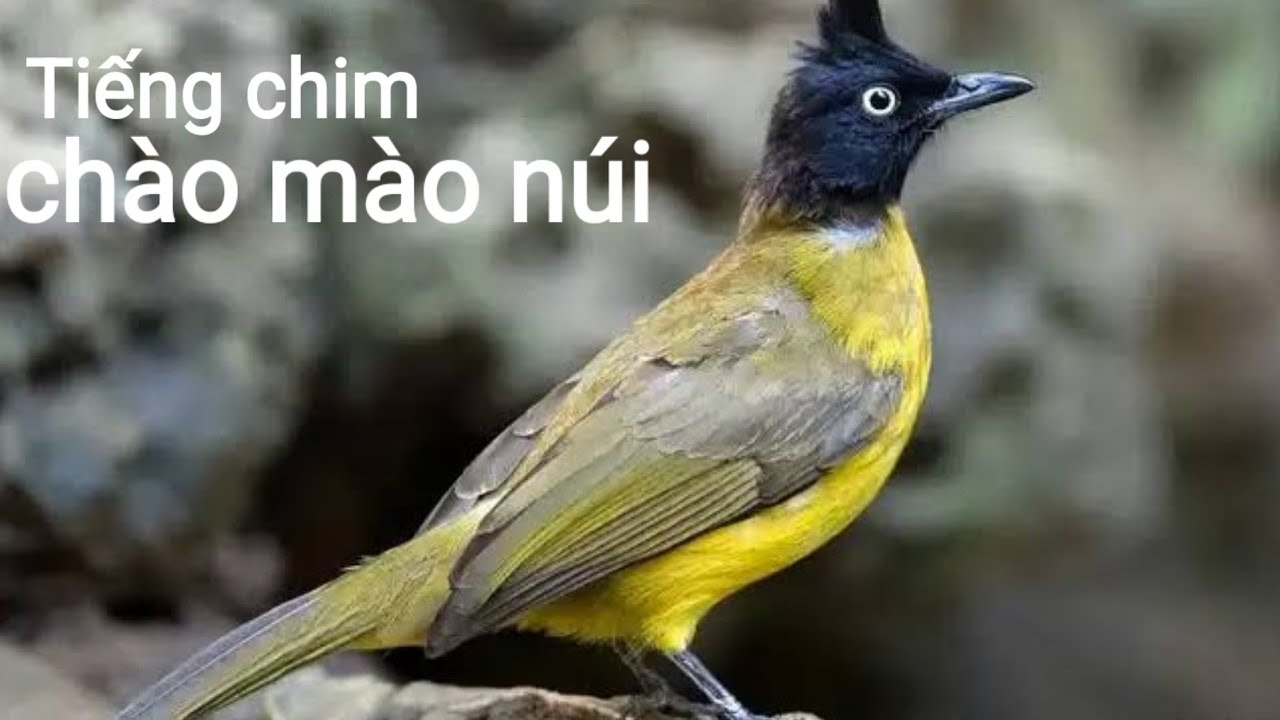 Tiếng chim chào mào núi gọi bày