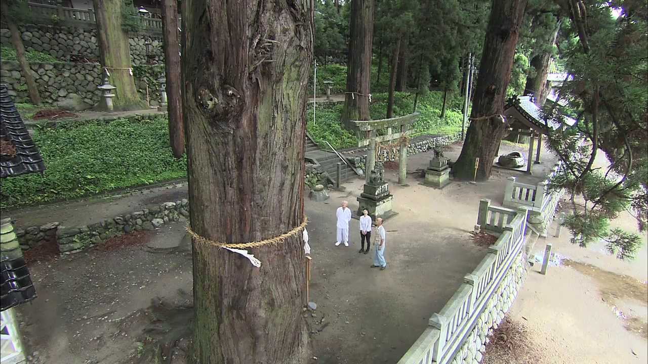 千年杉がズラリ　「七椙神社の大杉」　（松川町）　WEB こんにちは伊那谷