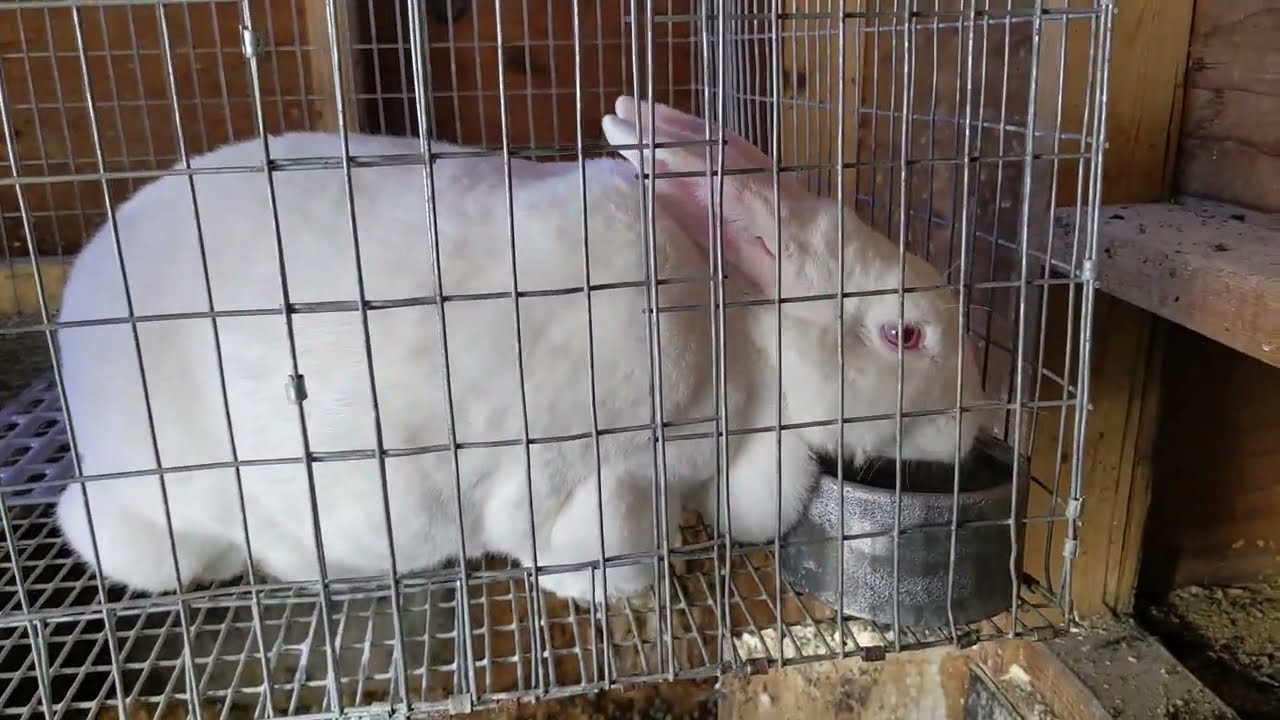 Winter Water For Meat Rabbits: How To Provide Water For Meat Rabbits Through the Winter