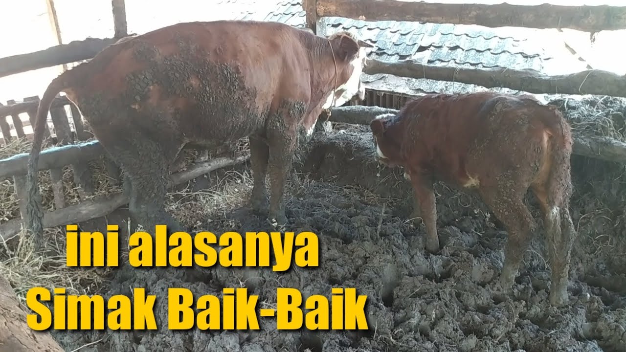 Kenapa sapi Gunung kidul Banyak yang Ngamuk di pasar... Ini jawabanya.