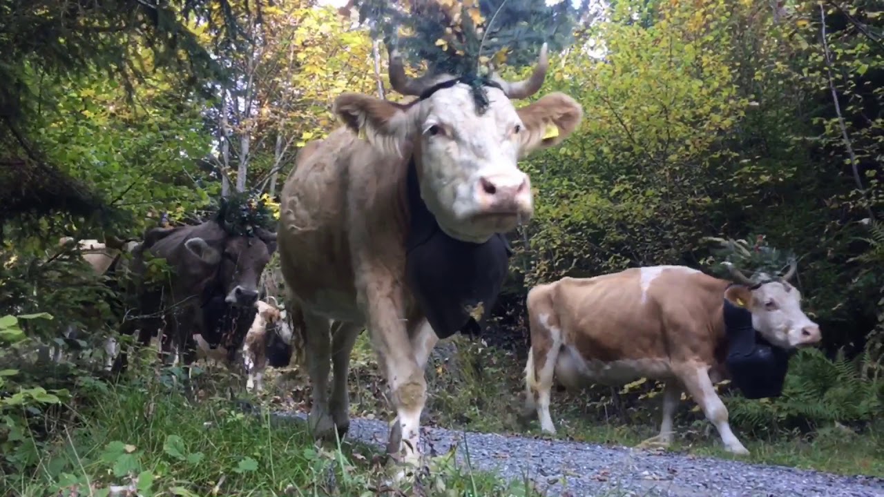 Alpabfahrt Grindelwald 2018