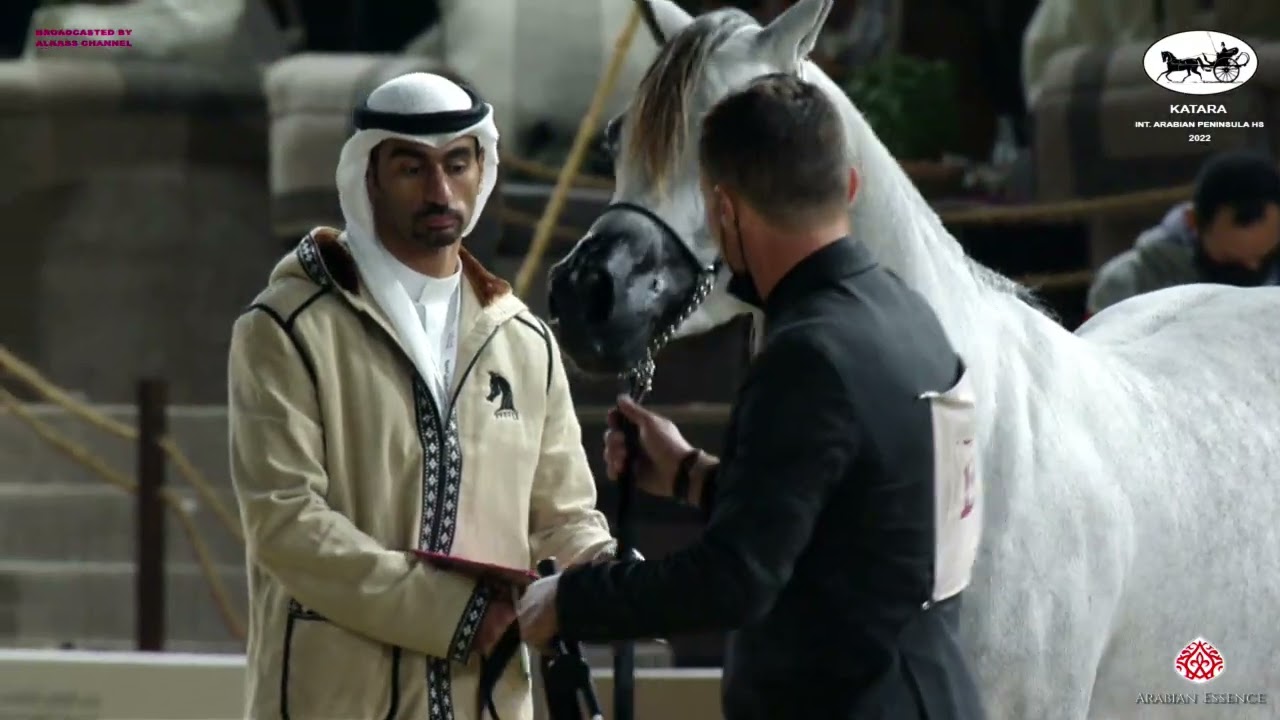 N 199 LAHEEB JATHAB   Katara Int  Arabian Peninsula Horse Show 2022   Stallions 4 to 6 Years Old Cla