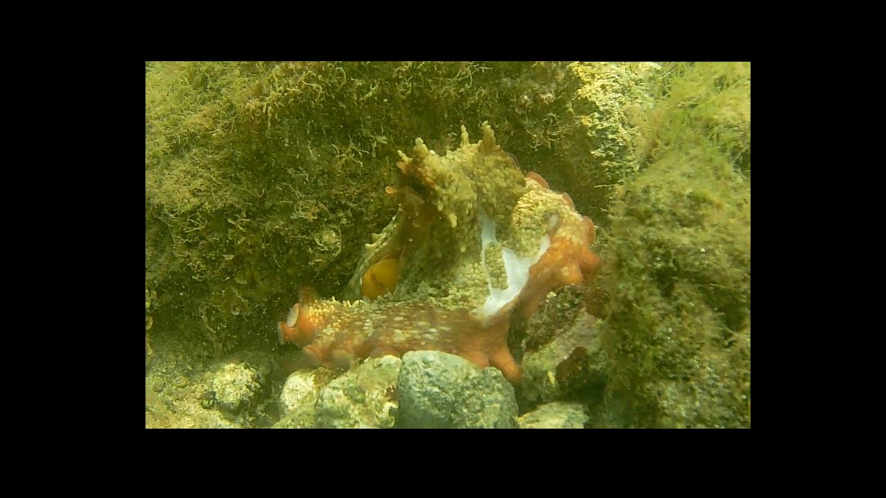 Pescasub: I polpi e le loro tane
