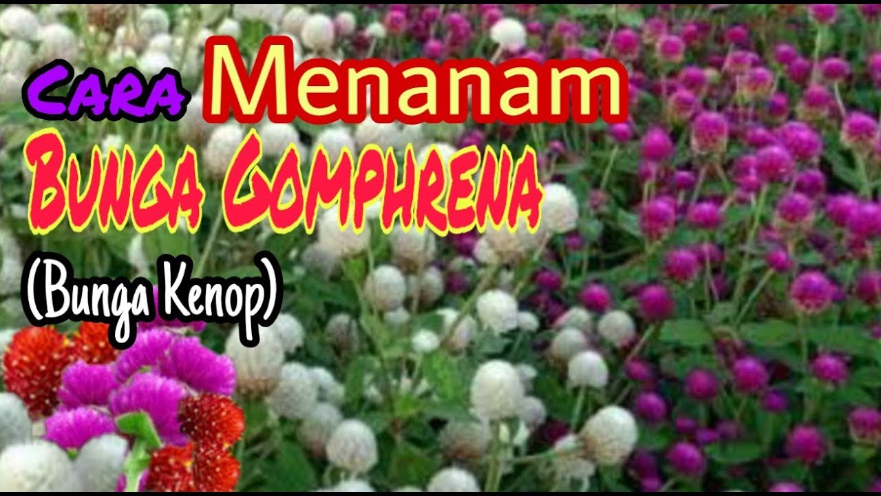 CARA MENANAM BUNGA KENOP