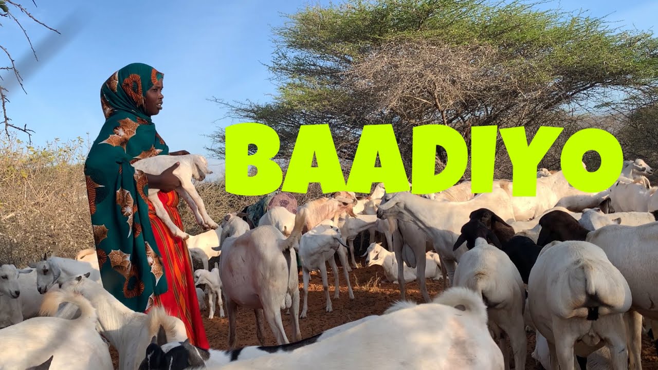 A Normal Day in the Somali nomad 🇸🇴| Nolosha Caadiga ee baadiyaha | Nada Diary